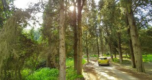 סופגים ירוק ביער הקיבועים עם יונדאי קונה. צילום: רוני נאק